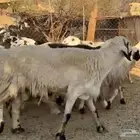 حرش مراح مهجنه