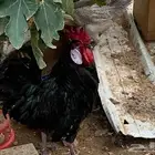 الفيصليه شارع الملك فيصل