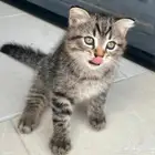 قطط كيتن سكوتش فولد وستريت انتاج بطل تبارك الله