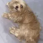 كلبه مالتييز عمرها سنه و 9 شهور