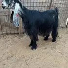 للبيع معزا عوارض صنف الصنف