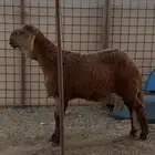 مشروع سواكني انتاج محلي