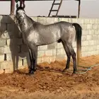 حصان جزيري