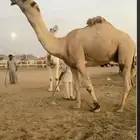 للبيع بعير رباعه منتج ونتاجه موجود على غرنوق