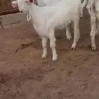 4 جفرات شاميات بيض وفحلهن