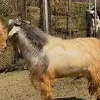 فحل صنف مشروك هاد الان قبرصي مع شامي الي يبي الحليب والحم