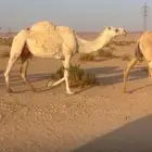 ناقة عسرى معها قعود طيب
