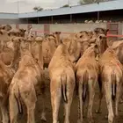 حشوان تربيه لبانيه باسعار منافسه جدا