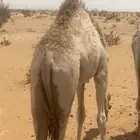 حاشي سمين فل شحم