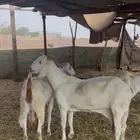 معزا بيشيات برص صنف الصنف