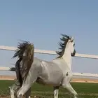 خيل واهو