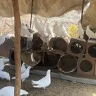 حمام فرنسي