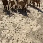 للبيع تيوس بلدي شرط