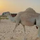 خلفة ام ثاني هدية باتلية تحتها بكرة على البنك الباتلي