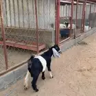 تيس عارضي