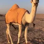 القعود حق على بعير ابن شلوه القحطاني رماني