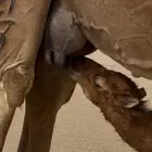 خلفه ساحليه مصغر معها قعود