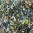 زيت زيتون الجوف من مزرعتنا