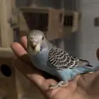 بادجي اليف جدا للبيع