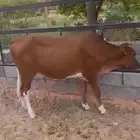 للبيع بقرة جيرسي