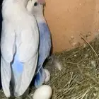 طيور