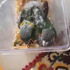 محمية الطيور المغردة