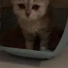 سكوتش ستريت