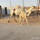 للبيع عشراء