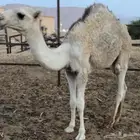 قعودة عمره 6 شهور مغلق شحم
