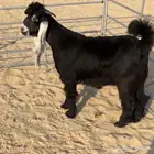 تيس عارضي مشروع فحل