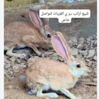 ارانب للبيع حدود 17 جوز القريات تواصل خاص محميه