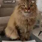 قط للتبني