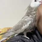 كروان سينابون نوادر