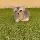 قطط