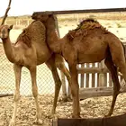 قعدان ساحلية للبيع