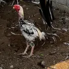 دجاج فارسي