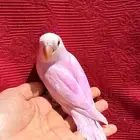 طير روز اليف هدد نشبهه مناسب للاطفال و الكبار