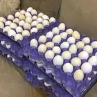 بيض مخصب واكل