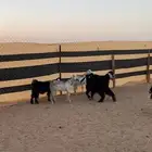 جفرات عوارض