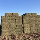 برسيم بسيطا طبرجل اعلاف