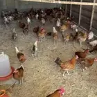 دجاج بلدي عمر 6 شهور ديوك صافي