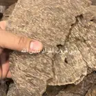 تشار قاروهليز عود هندي فاخر