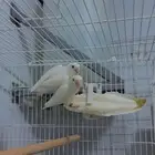 جوز روز