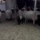 نعيم ولد ودفيع