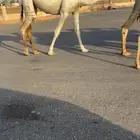بكره كحيلانيه