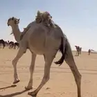 بعير اوضح