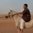 حصان شعبي شيخ