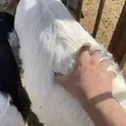 منادي طيبة