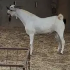 تبس بيشي صنف معرف