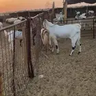 تيس فحل